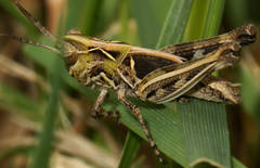 Austroicetes