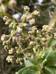 Valeriana clematitis