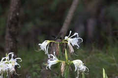 Schistes albogularis