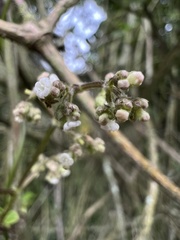 Valeriana clematitis