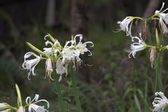 Schistes albogularis