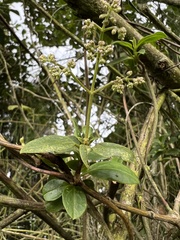Valeriana clematitis