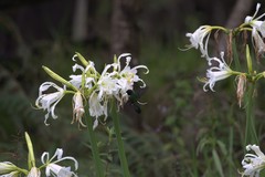 Schistes albogularis