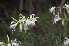 Schistes albogularis