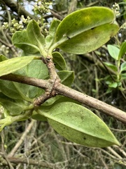Valeriana clematitis