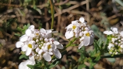 Iberis procumbens