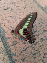 Graphium sarpedon