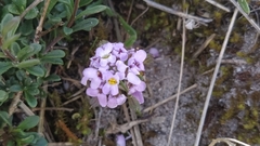 Iberis procumbens