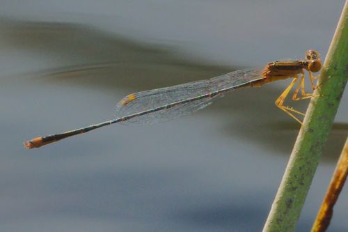 Florida Bluet photo 5