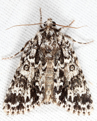 Acronicta fragilis