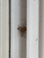 Ormia ochracea