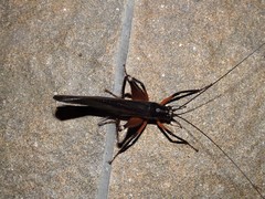 Exogryllacris ornata