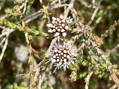 Darwinia