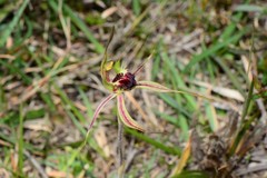 Caladenia dilatata