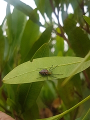 Alpaida variabilis