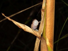 Cophixalus australis