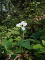 Viola ocellata