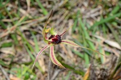 Caladenia dilatata