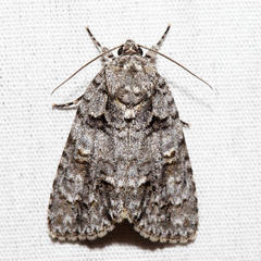 Acronicta exilis