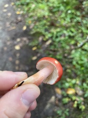 Russula americana