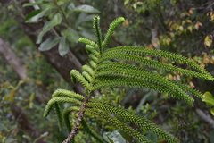Araucaria montana