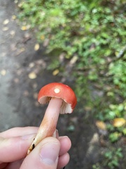Russula americana