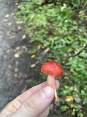 Russula americana