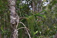 Araucaria montana