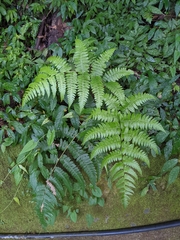 Diplazium viridissimum