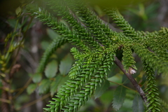 Araucaria montana