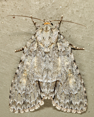 Acronicta exilis
