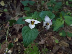 Viola ocellata