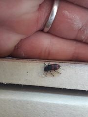 Astylus cyanerythrus