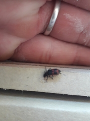 Astylus cyanerythrus