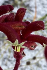 Anigozanthos rufus