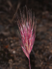 Bromus rubens