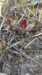Triosteum perfoliatum