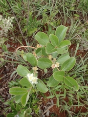 Psidium grandifolium