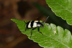 Poecilesthus fasciatus