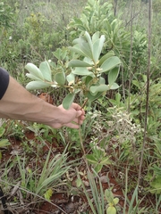 Psidium grandifolium