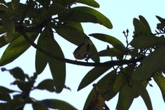 Setophaga fusca