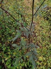 Erechtites runcinatus