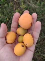 Peritassa campestris