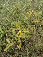 Peritassa campestris