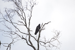 Corvus moneduloides