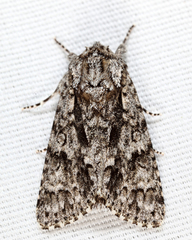 Acronicta impressa
