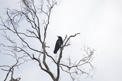 Corvus moneduloides