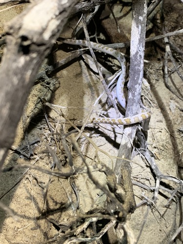 Photo of a Peninsula Glossy Snake (Arizona pacata)