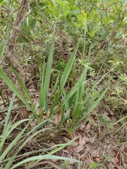Cyrtopodium blanchetii