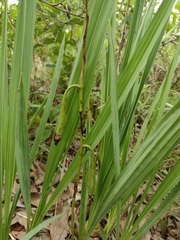 Cyrtopodium blanchetii